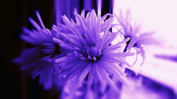 purple