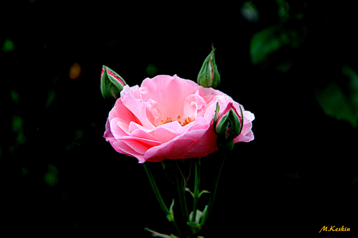 Pembe Gülüm