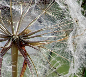 even in the dandelion, there is life ...