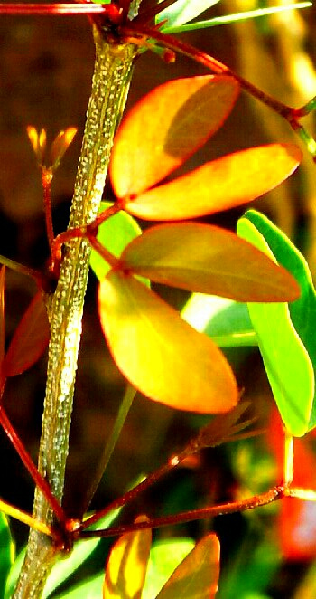 finding beauty in the wild