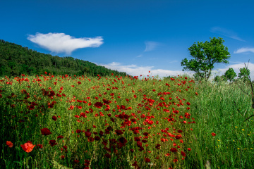 Red Poppy Field
