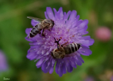 Bees at work