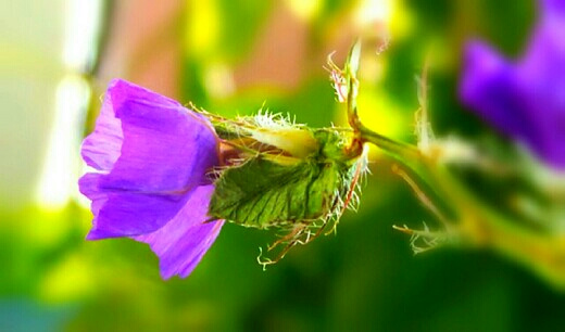 purple blooms