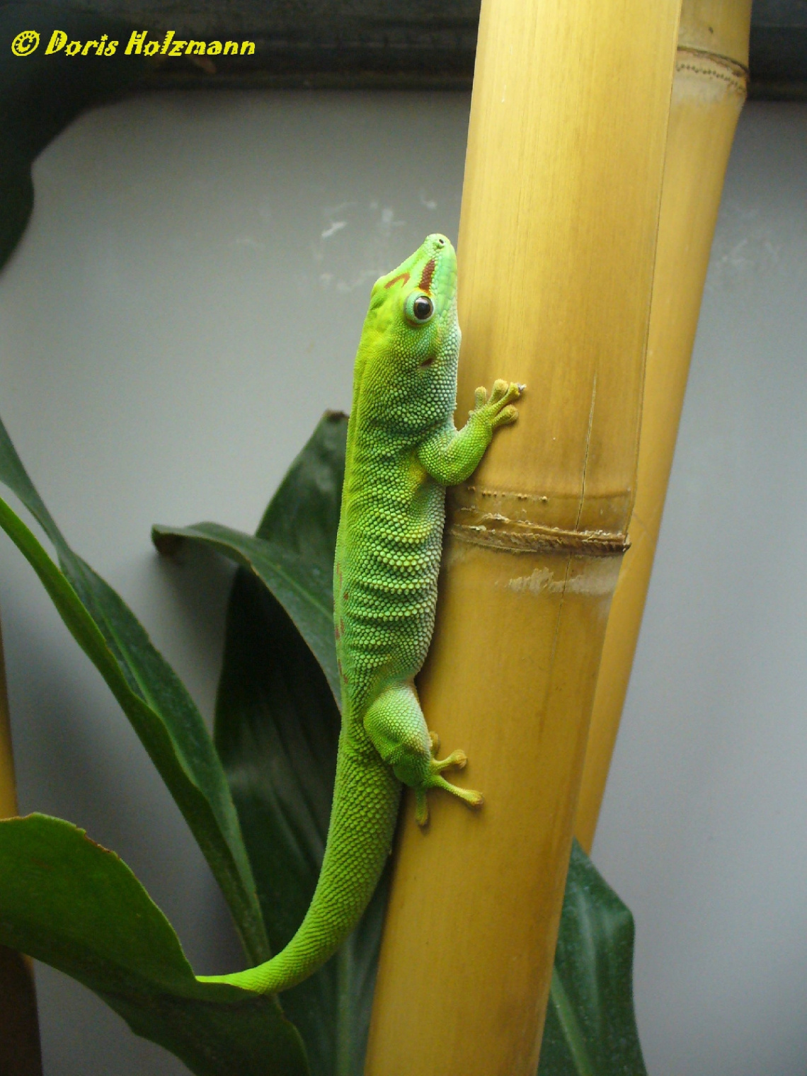 Zoologischer Garten Wilhelma, Stuttgart (Germany)