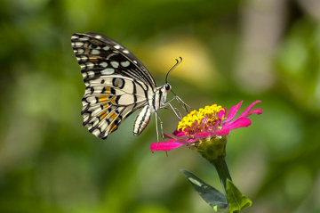 butterfly 005