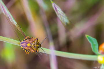 Pentatomidae