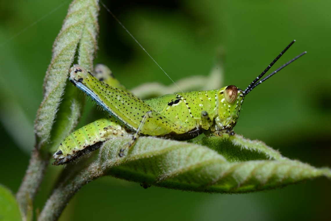 dotted grasshopper
