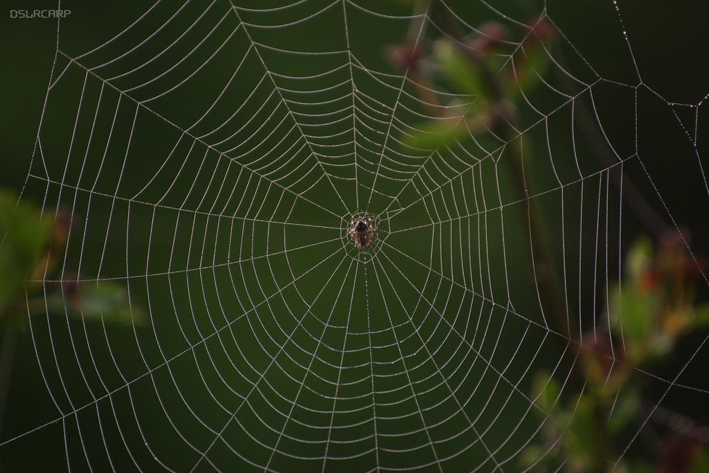 Spidy