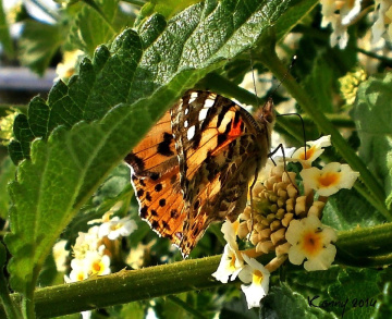 under the leaf