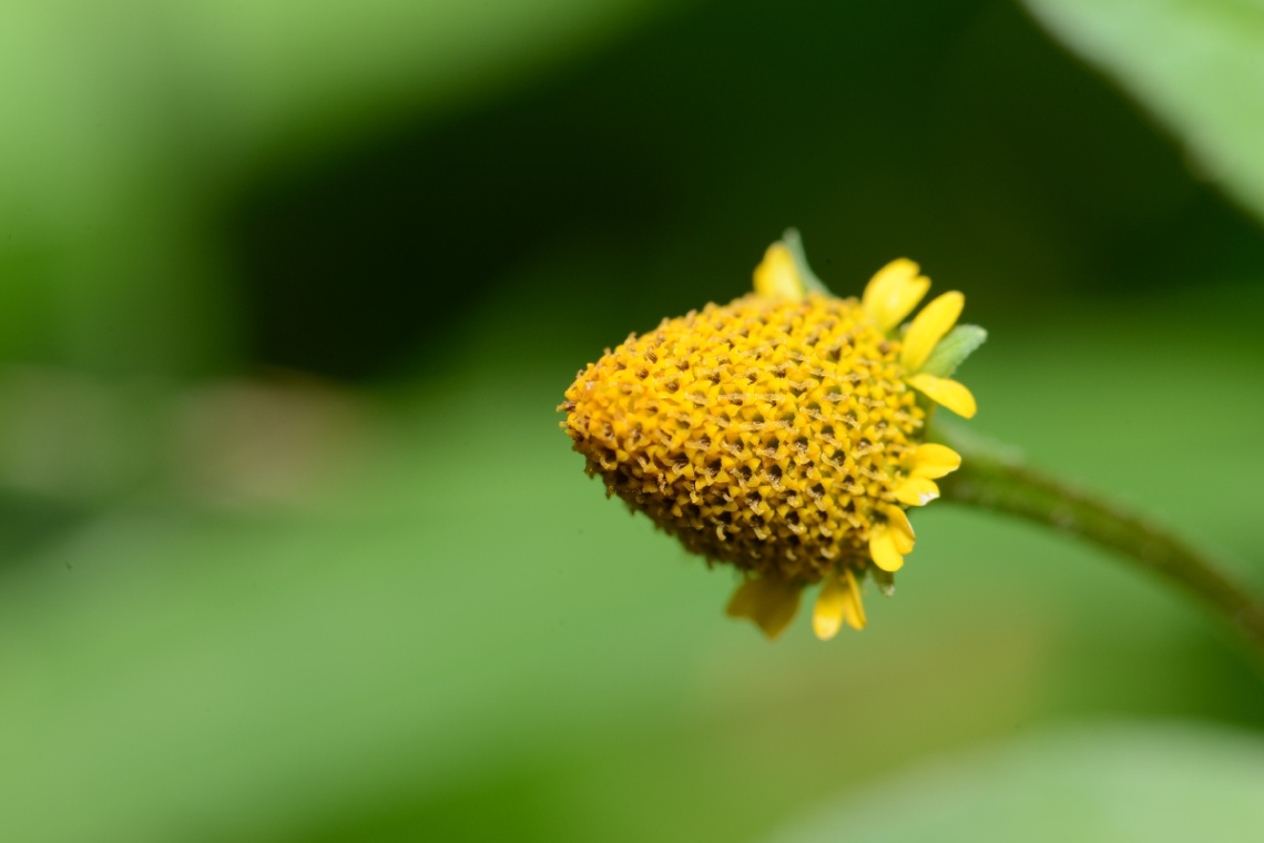 flower pattern