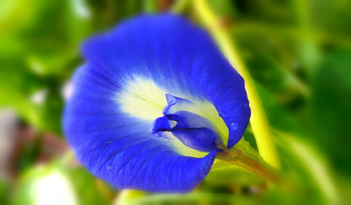 nature laughs in flower