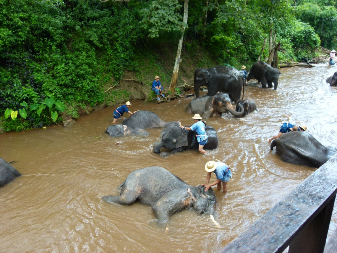 Elefantenbad