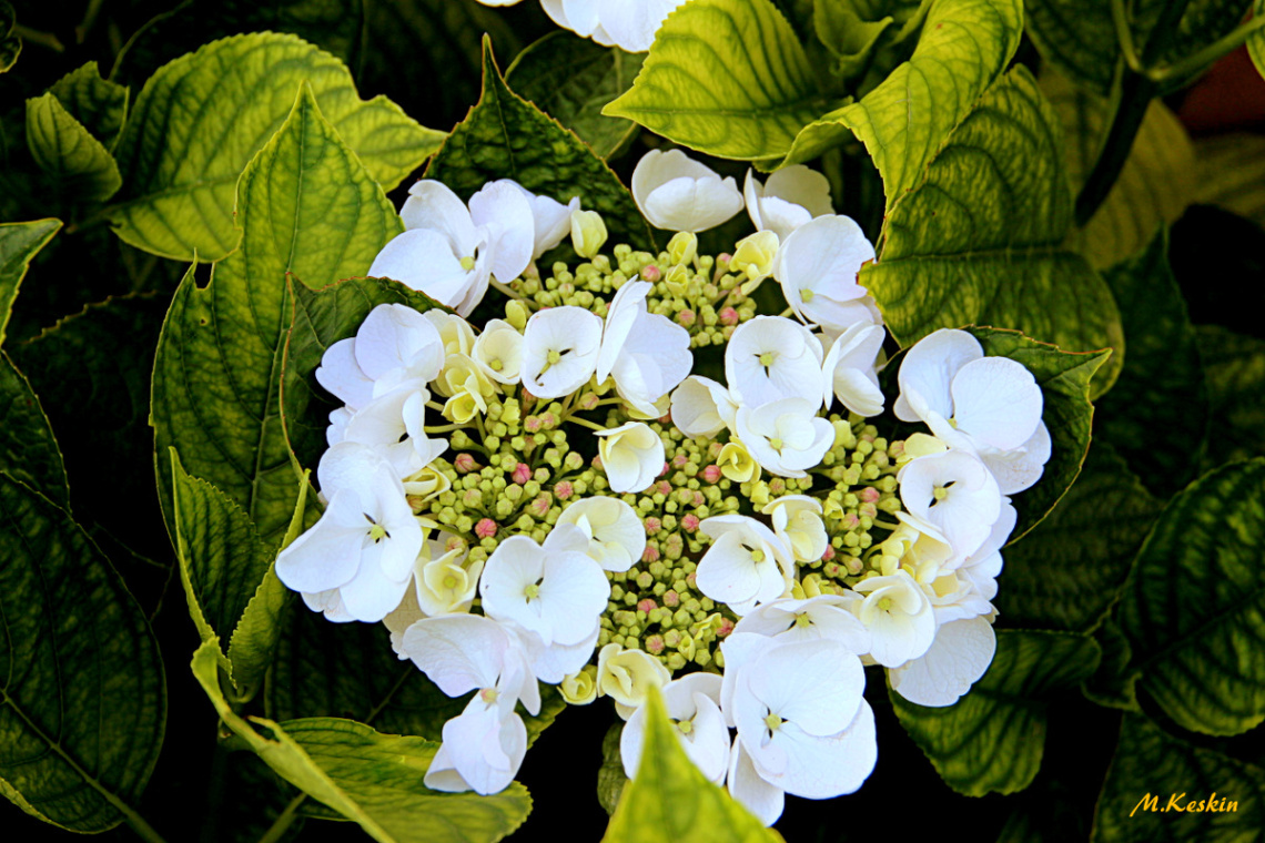 Ortanca