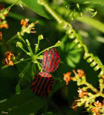 Bugs in  love