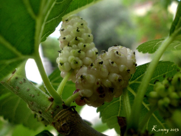 white mulberries... beyaz dut