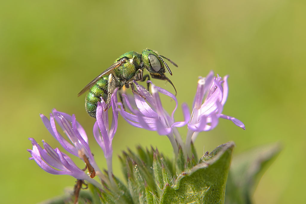 flower & insect