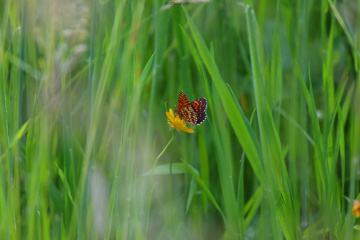 Papillon