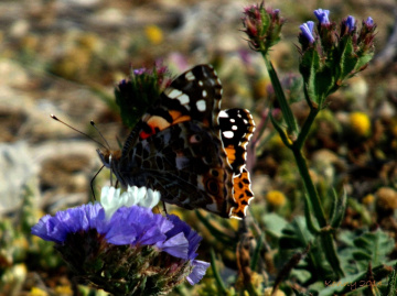 butterfly on the flowers 