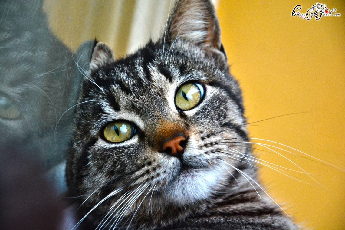 Model