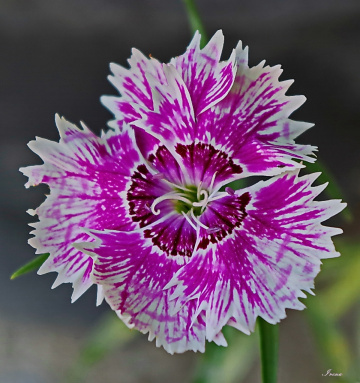 purple brush strokes
