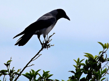 If the branch breaks off - , I would fly ......İ believe in myself....