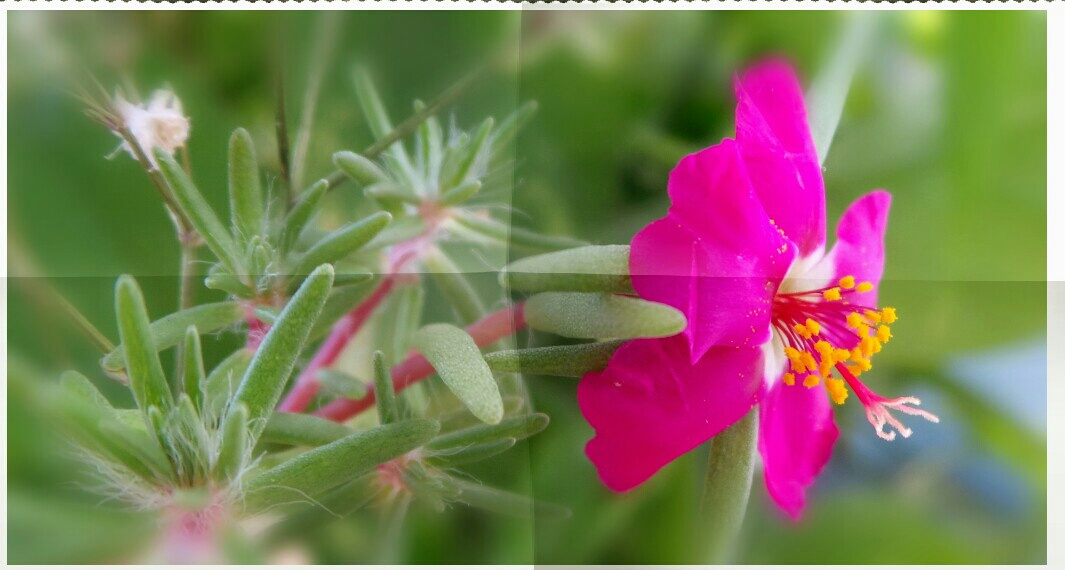 Fresh from the garden II