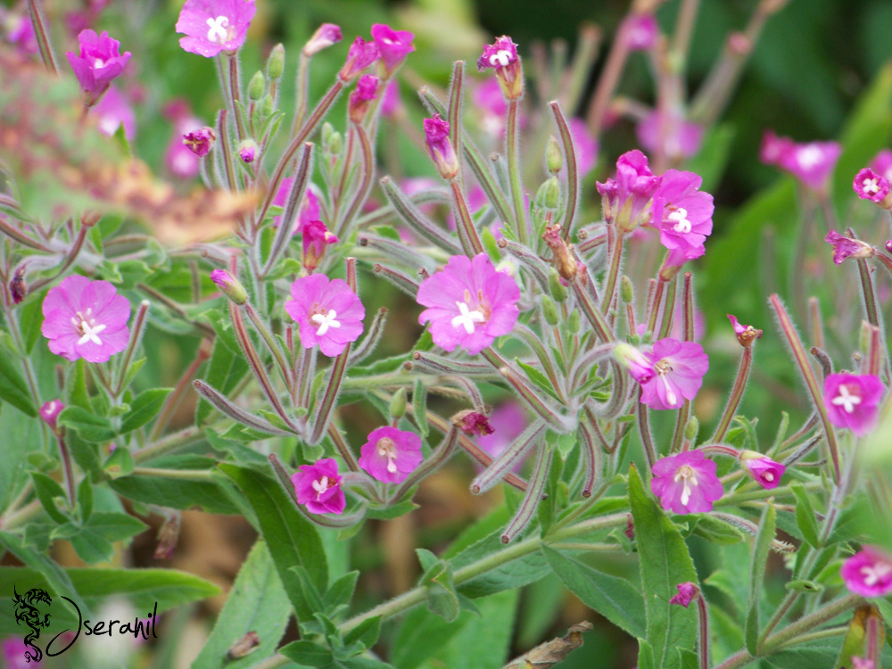 Flowers Purple