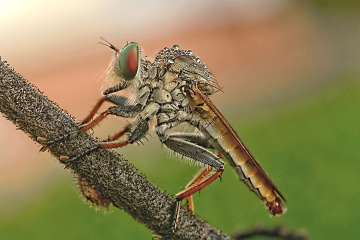 MINI ROBBERFLY