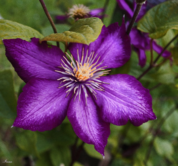 Purple Lady