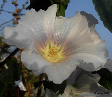 just a white flower...