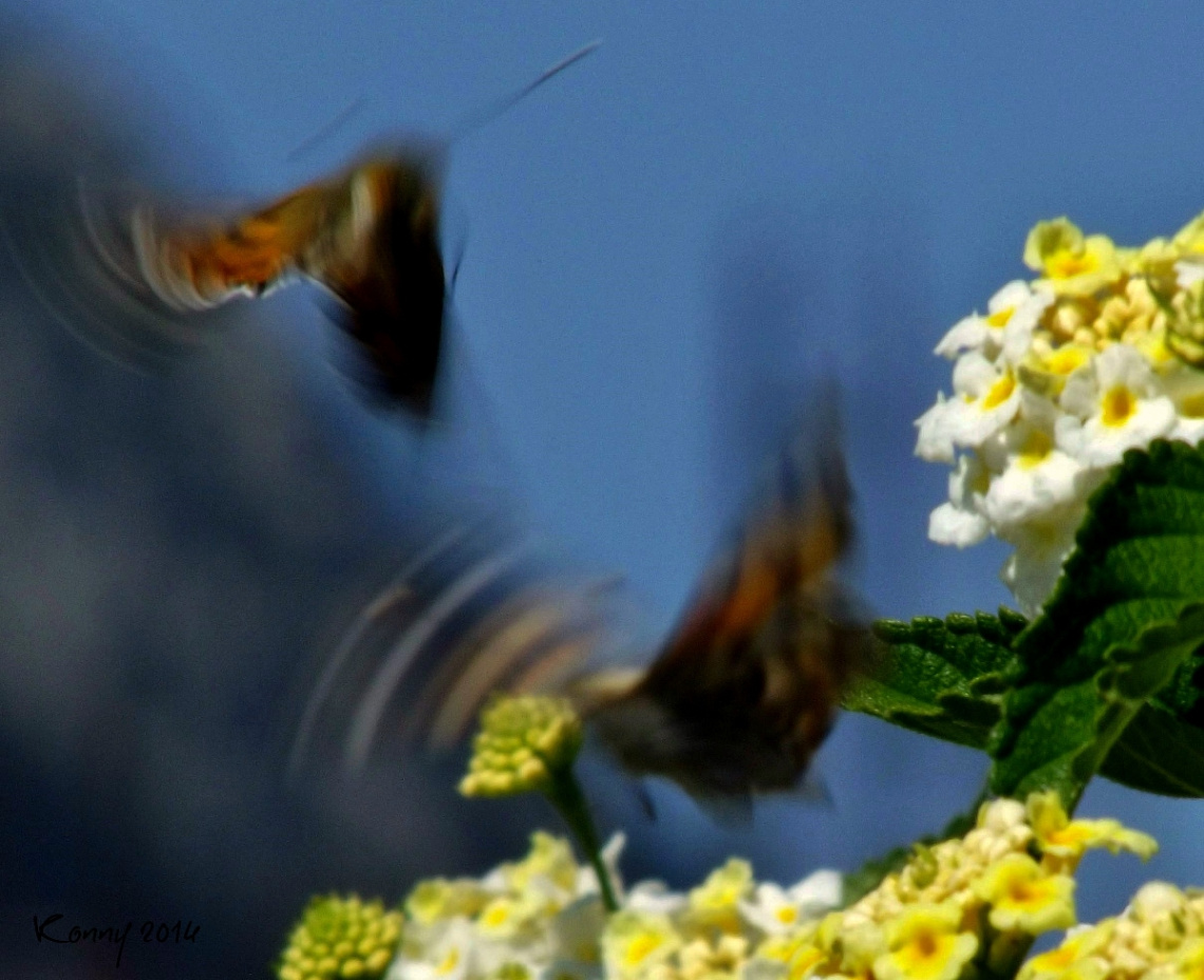 butterfly dance