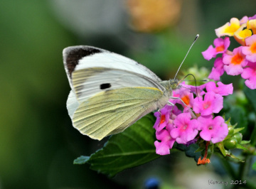 the beauty & the baeuty :)