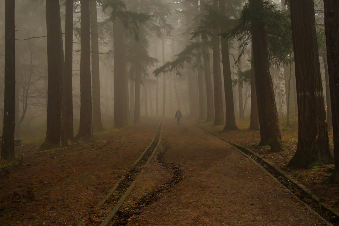 in a misty forest