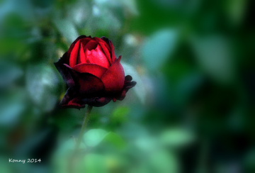 ♥  red rose  ♥  