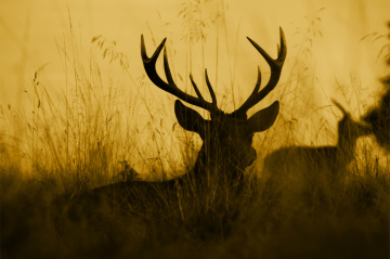 Deer showing his horns