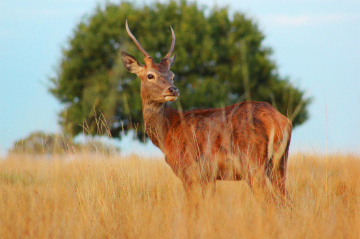 Young Deer 