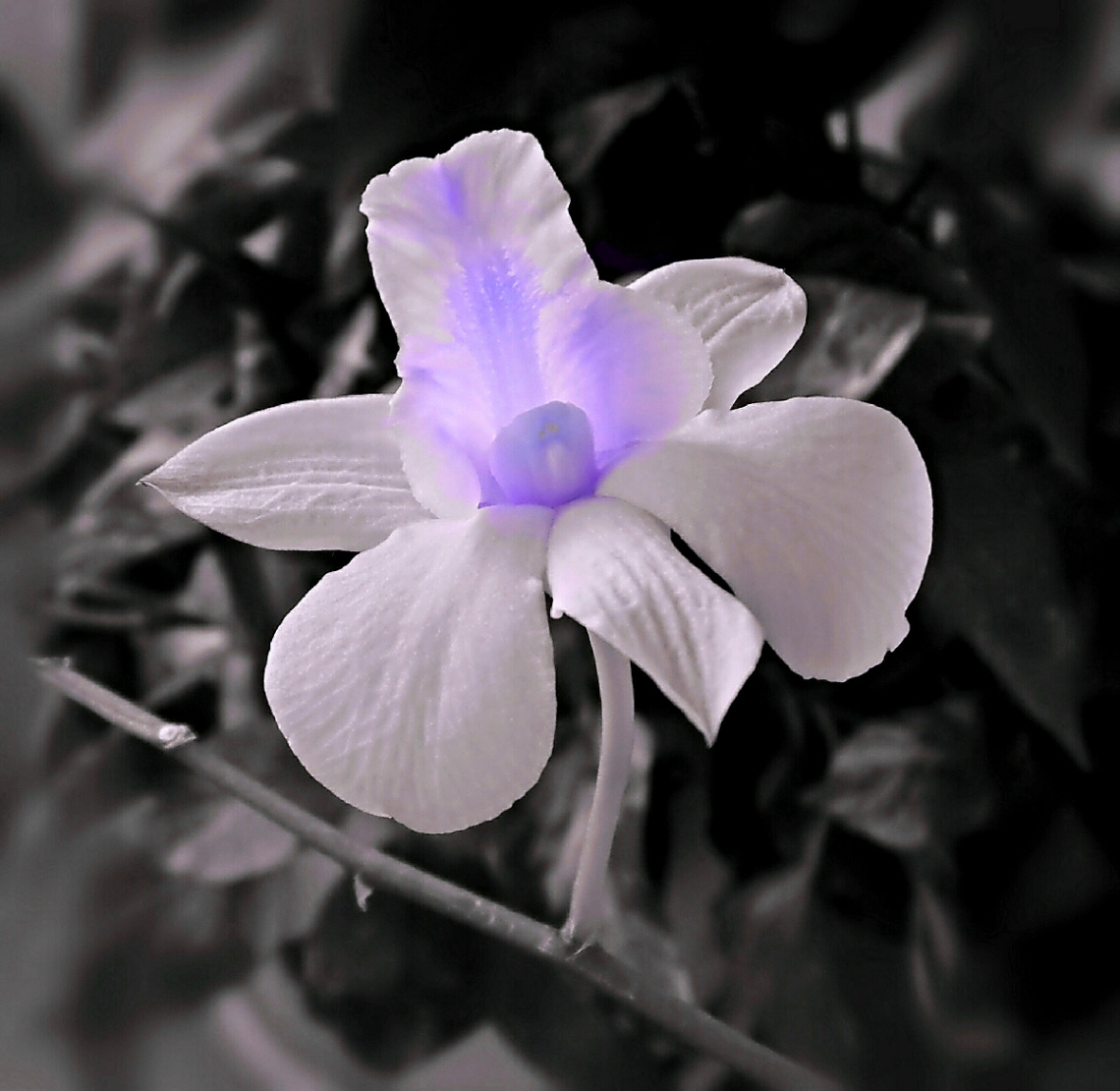 White Orchid II