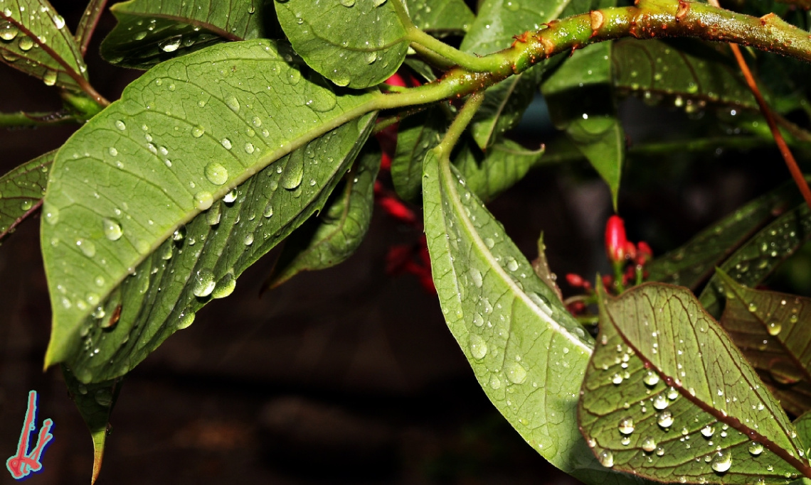 after rain