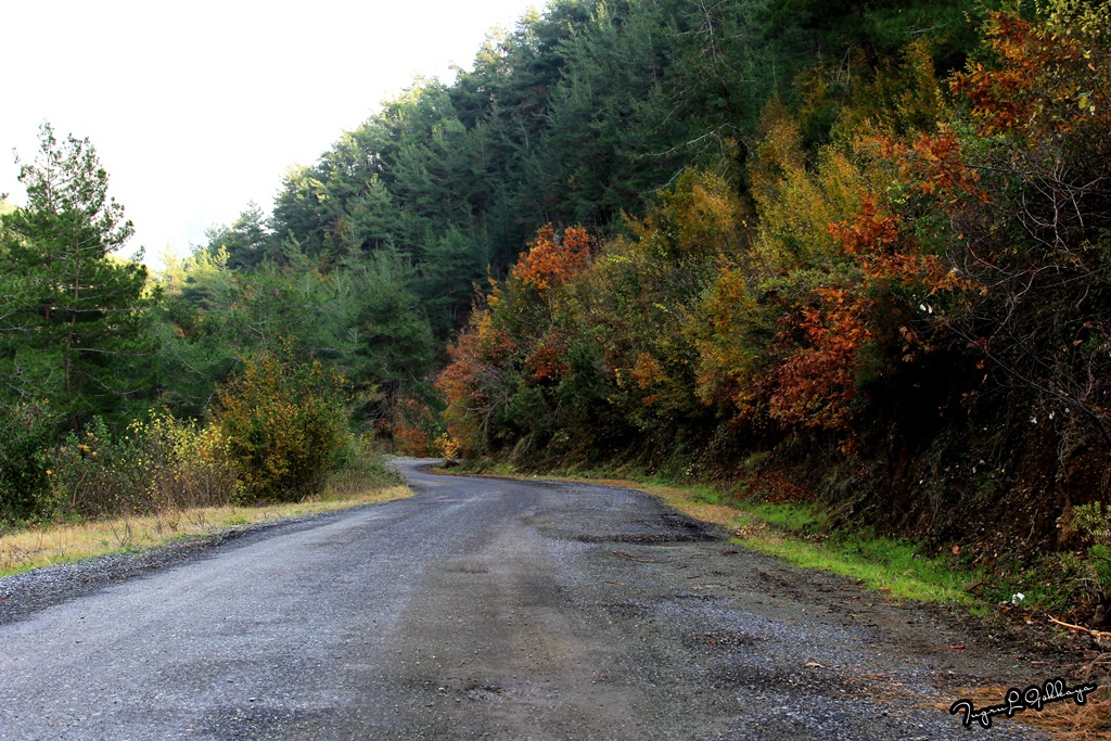 Yayla Yolu 