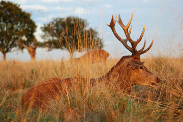 Deer showing his power