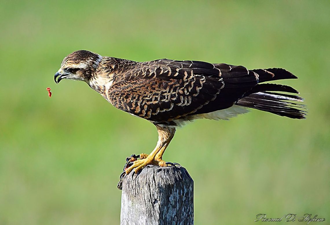 Parabuteo Unicinctus