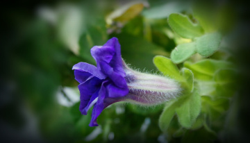 Winter Bloom 