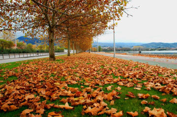 Sonbahar Yaprakları...