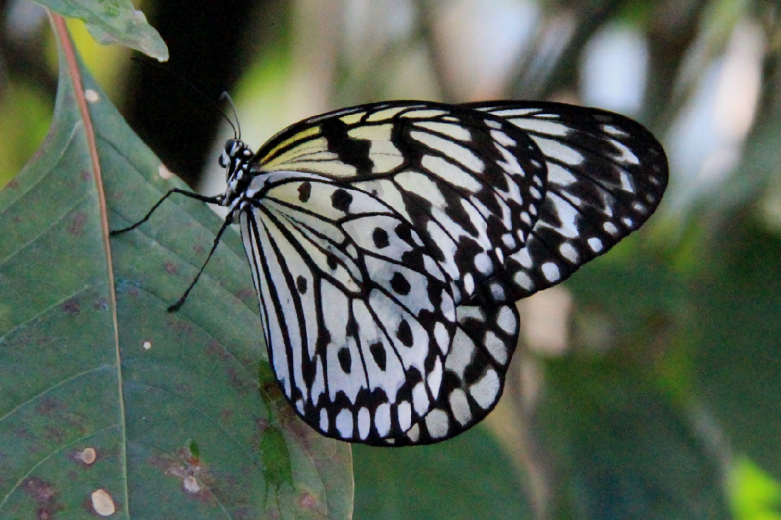 Free To Fly