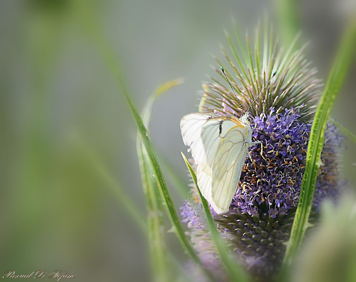 White Butterfly