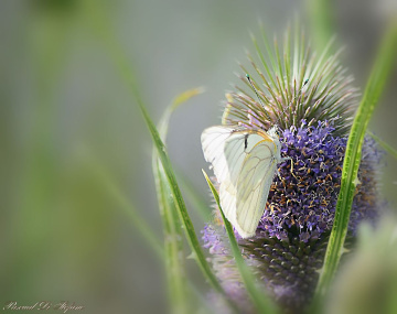White Butterfly