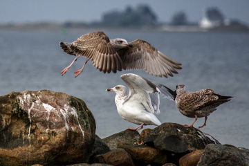 Chaos Landing