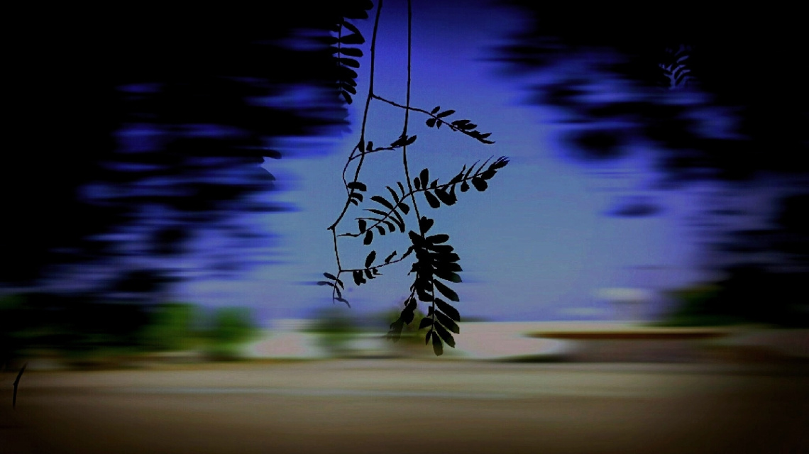 Broken Branch