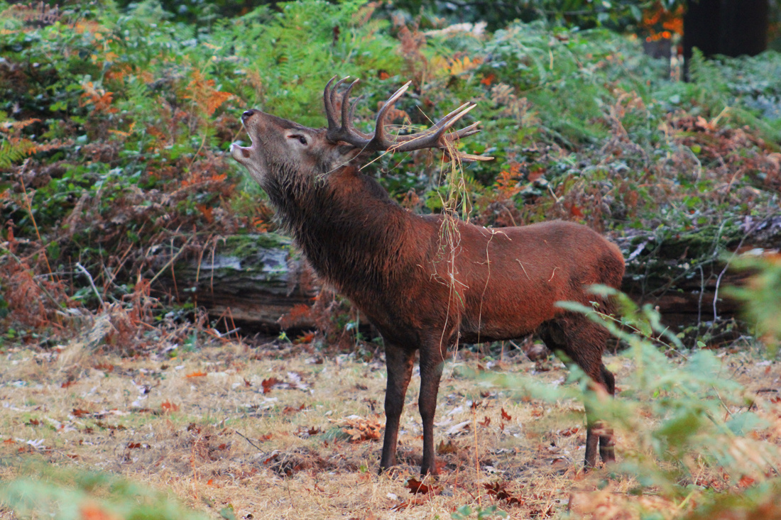 Deer showing his power!!!!
