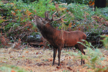 Deer showing his power!!!!